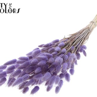 QC Getrocknete Hasenschwänzchen | Farbe: Milka Lila | Lagurus Ovatus Trockenblumen | Länge ± 60 Zentimeter | Pro Bund