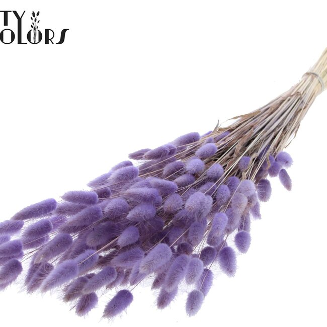 Getrocknete Hasenschwänzchen | Farbe: Milka Lila | Lagurus Ovatus Trockenblumen | Länge ± 60 Zentimeter | Pro Bund