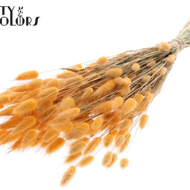 Dried Bunny Tails | Colour: Salmon | Lagurus Ovatus dried flowers | Length ± 60 centimetres | Per bunch
