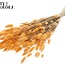 Dried Bunny Tails | Colour: Salmon | Lagurus Ovatus dried flowers | Length ± 60 centimetres | Per bunch