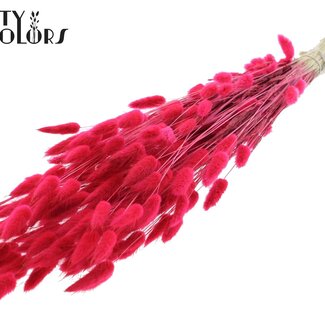 QC Dried Bunny Tails | Colour: Cherry | Lagurus Ovatus dried flowers | Length ± 60 centimetres | Per bunch