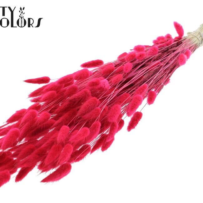 Getrocknete Hasenschwänzchen | Farbe: Kirschrot | Lagurus Ovatus Trockenblumen | Länge ± 60 Zentimeter | Pro Bund