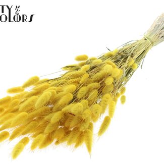QC Dried Bunny Tails | Colour: Yellow | Lagurus Ovatus dried flowers | Length ± 60 centimetres | Per bunch