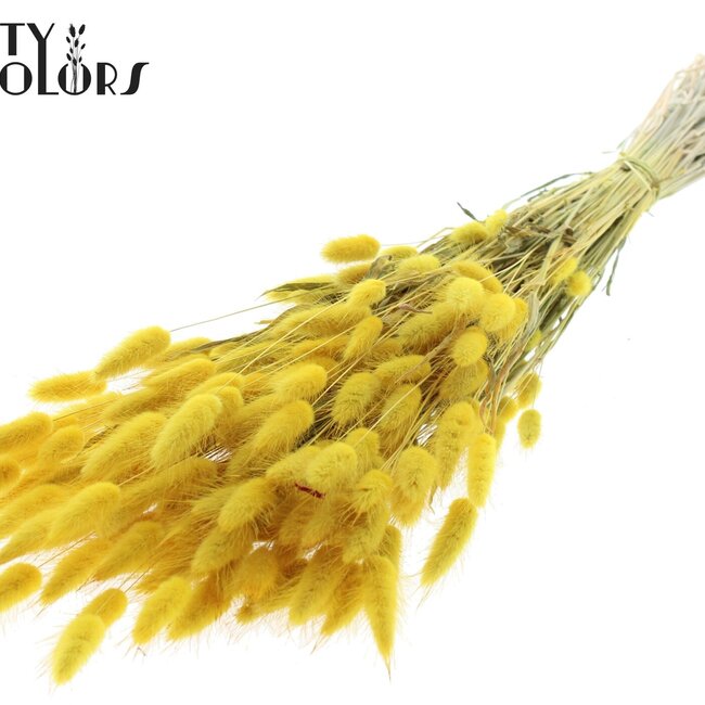 Gedroogde Hazenstaartjes | Kleur: Geel | Lagurus Ovatus droogbloemen | Lengte ± 60 centimeter | Per bos