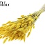Gedroogde Hazenstaartjes | Kleur: Geel | Lagurus Ovatus droogbloemen | Lengte ± 60 centimeter | Per bos