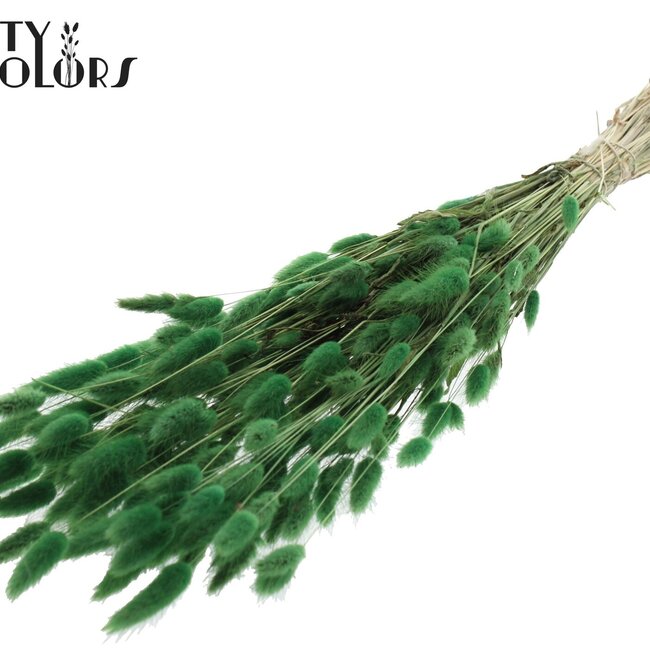 Queues de lièvre séchées | Couleur : Vert | Fleurs séchées Lagurus Ovatus | Longueur ± 60 centimètres | Par bouquet