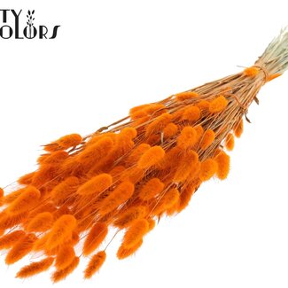 QC Gedroogde Hazenstaartjes | Kleur: Oranje | Lagurus Ovatus droogbloemen | Lengte ± 60 centimeter | Per bos