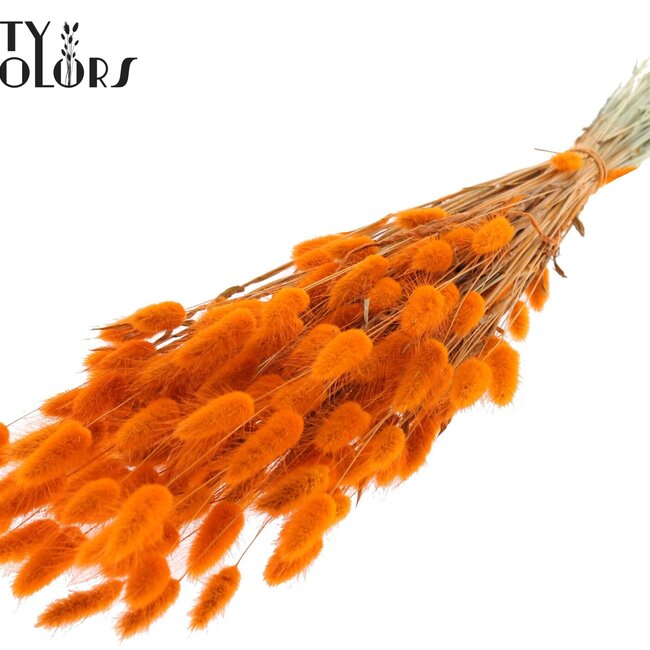 Dried Bunny Tails | Colour: Orange | Lagurus Ovatus dried flowers | Length ± 60 centimetres | Per bunch