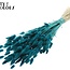 Gedroogde Hazenstaartjes | Kleur: Turquoise | Lagurus Ovatus droogbloemen | Lengte ± 60 centimeter | Per bos