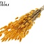 Dried Bunny Tails | Colour: Apricot | Lagurus Ovatus dried flowers | Length ± 60 centimetres | Per bunch