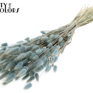 QC Dried Bunny Tails | Colour: Light Blue | Lagurus Ovatus dried flowers | Length ± 60 centimetres | Per bunch