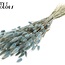 Dried Hare's Tails | Colour: Light Blue | Lagurus Ovatus Dried Flowers | Length ± 60 centimetres | Per Bunch