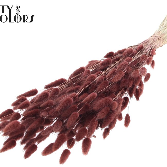 Dried Bunny Tails | Colour: Brown | Lagurus Ovatus dried flowers | Length ± 60 centimetres | Per bunch