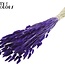 Gedroogde Hazenstaartjes | Kleur: Paars | Lagurus Ovatus droogbloemen | Lengte ± 60 centimeter | Per bos