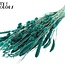 Gedroogde Bloemenmix Boeket | Kleur: Turquoise | Lengte ± 60 centimeter | Per bos
