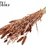 Dried Flower Mix Bouquet | Colour: Copper with Glitter | Length ± 60 centimetres | Per bunch