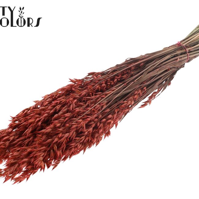 Gedroogde Haver | Kleur: Koraalkleurig | Avena droogbloemen | Lengte ± 60 centimeter | Gewicht 250 gram | Per bos