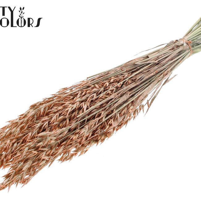 Avoine séchée | Couleur : Perle Orange | Avena fleurs séchées | Longueur ± 60 centimètres | Poids 250 grammes | Par bouquet