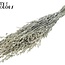 Gedroogde Haver | Kleur: Pearl Wit | Avena droogbloemen | Lengte ± 60 centimeter | Gewicht 250 gram | Per bos