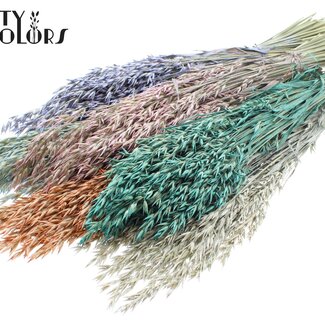 QC Dried Oats | Pearl Mix | Colour: Mixed Colours | Avena dried flowers | Length ± 60 centimetres | Weight 250 grams | Per bunch