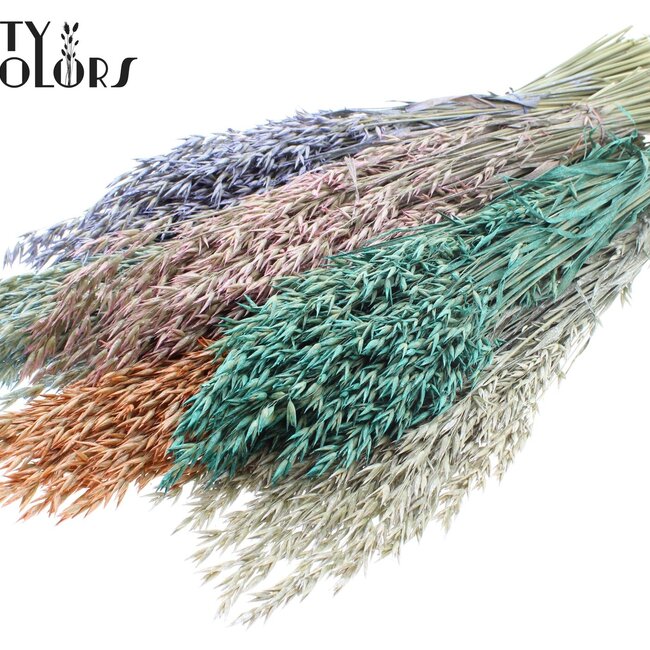 Getrockneter Hafer | Pearl Mix | Farbe: Gemischte Farben | Avena Trockenblumen | Länge ± 60 Zentimeter | Gewicht 250 Gramm | Pro Bund