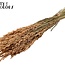 Dried Oats | Colour: Frosted Salmon | Avena dried flowers | Length ± 60 centimetres | Weight 250 grams | Per bunch