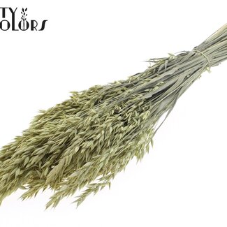 QC Dried Oats | Colour: Frosted Light Yellow | Avena dried flowers | Length ± 60 centimetres | Weight 250 grams | Per bunch