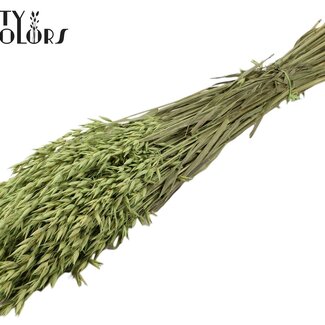 QC Gedroogde Haver | Kleur: Frosted Mintgroen | Avena droogbloemen | Lengte ± 60 centimeter | Gewicht 250 gram | Per bos