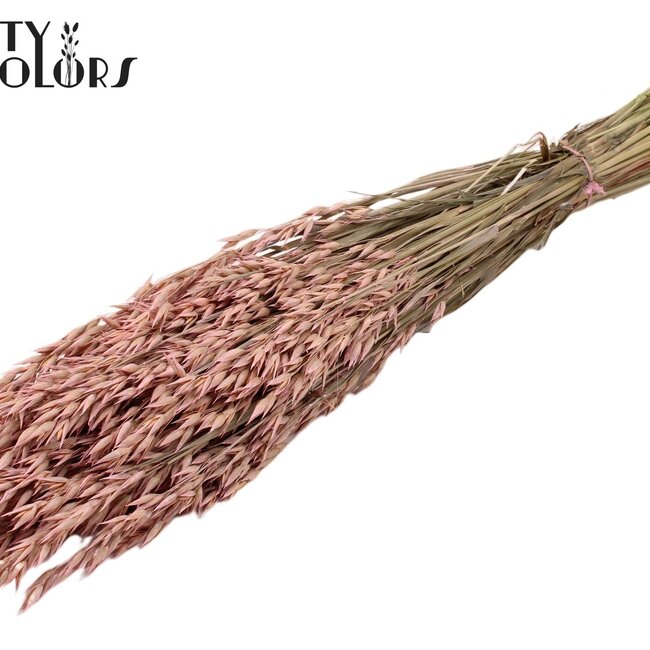Getrockneter Hafer | Farbe: Frosted Rosa | Avena Trockenblumen | Länge ± 60 Zentimeter | Gewicht 250 Gramm | Pro Bund