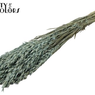 QC Gedroogde Haver | Kleur: Frosted Lichtblauw | Avena droogbloemen | Lengte ± 60 centimeter | Gewicht 250 gram | Per bos