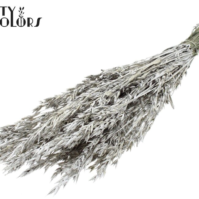 Dried Oats | Colour: Platinum with Glitter | Avena dried flowers | Length ± 60 centimetres | Weight 250 grams | Per bunch