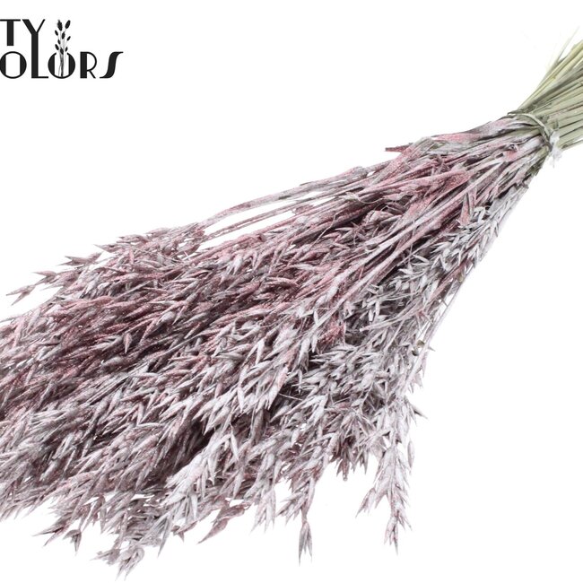 Avoine séchée | Couleur : Champagne avec paillettes | Fleurs séchées d'avoine | Longueur ± 60 centimètres | Poids 250 grammes | Par bouquet