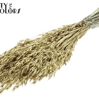 QC Dried Oats | Colour: Gold with Glitter | Avena dried flowers | Length ± 60 centimetres | Weight 250 grams | Per bunch