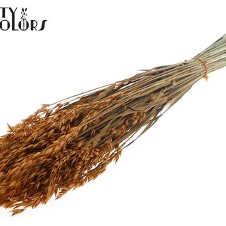QC Getrockneter Hafer | Farbe: Terrakotta | Avena Trockenblumen | Länge ± 60 Zentimeter | Gewicht 250 Gramm | Pro Bund