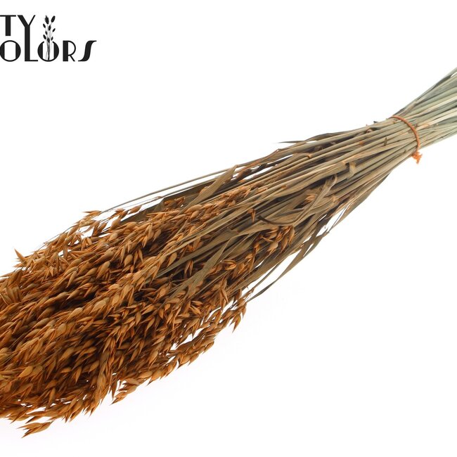 Avoine séchée | Couleur : Terre cuite | Avena fleurs séchées | Longueur ± 60 centimètres | Poids 250 grammes | Par bouquet