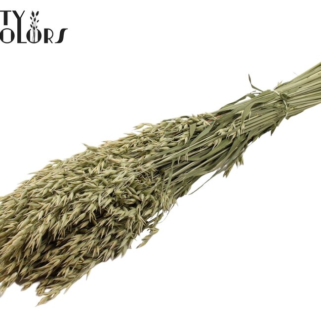 Avoine séchée | Couleur : Naturelle | Fleurs séchées d'avoine | Longueur ± 60 centimètres | Poids 250 grammes | Par bouquet
