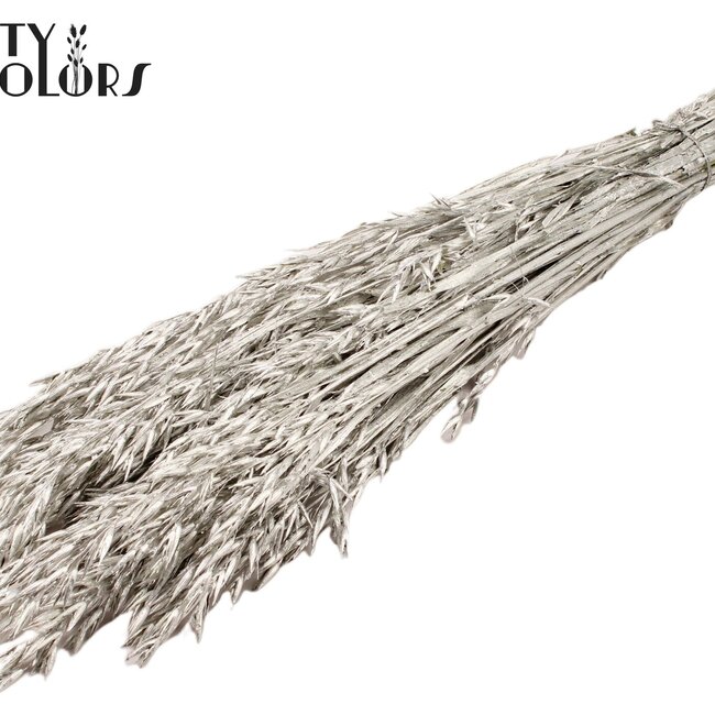 Dried Oats | Colour: Platinum | Avena dried flowers | Length ± 60 centimetres | Weight 250 grams | Per bunch