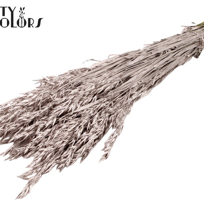 Dried Oats | Colour: Champagne | Avena dried flowers | Length ± 60 centimetres | Weight 250 grams | Per bunch