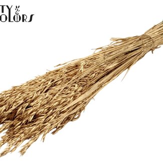 QC Gedroogde Haver | Kleur: Antiek Goudkleurig | Avena droogbloemen | Lengte ± 60 centimeter | Gewicht 250 gram | Per bos