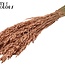 Dried Oats | Colour: Copper | Avena dried flowers | Length ± 60 centimetres | Weight 250 grams | Per bunch