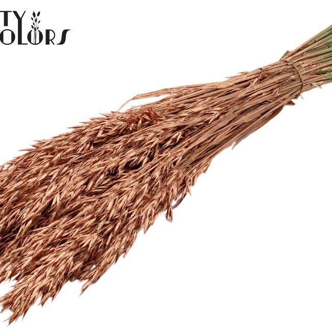 Dried Oats | Colour: Copper | Avena dried flowers | Length ± 60 centimetres | Weight 250 grams | Per bunch