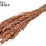 Gedroogde Haver | Kleur: Koperkleurig | Avena droogbloemen | Lengte ± 60 centimeter | Gewicht 250 gram | Per bos