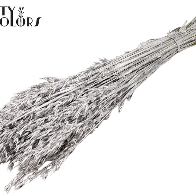Dried Oats | Colour: Silver | Avena dried flowers | Length ± 60 centimetres | Weight 250 grams | Per bunch