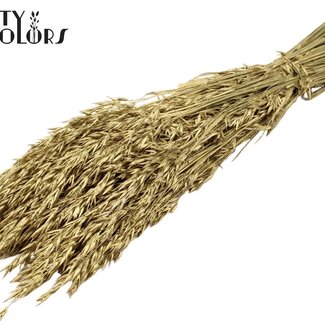 QC Avoine séchée | Couleur : Doré | Fleurs séchées d'avoine | Longueur ± 60 centimètres | Poids 250 grammes | Par bouquet