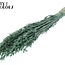Gedroogde Haver | Kleur: Pearl Groen | Avena droogbloemen | Lengte ± 60 centimeter | Gewicht 250 gram | Per bos