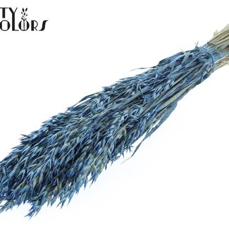 QC Avoine séchée | Couleur : Bleu Perle | Avena fleurs séchées | Longueur ± 60 centimètres | Poids 250 grammes | Par bouquet