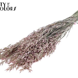 QC Gedroogde Haver | Kleur: Pearl Roze | Avena droogbloemen | Lengte ± 60 centimeter | Gewicht 250 gram | Per bos