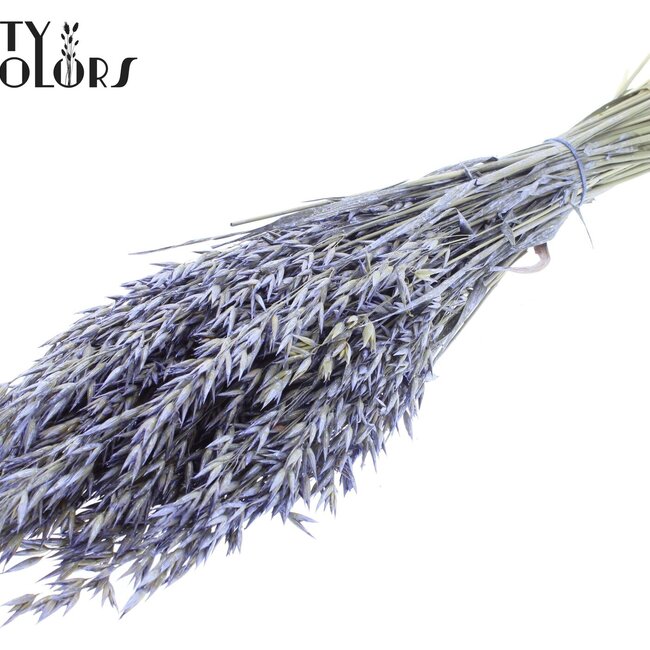 Gedroogde Haver | Kleur: Pearl Milkapaars | Avena droogbloemen | Lengte ± 60 centimeter | Gewicht 250 gram | Per bos