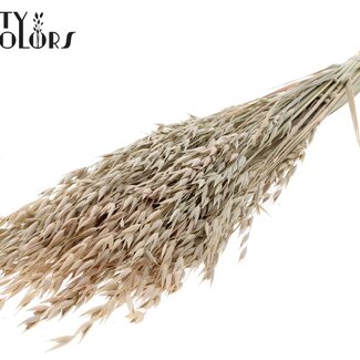 QC Getrockneter Hafer Premium | Farbe: Frosted Weiß | Avena Premium Trockenblumen | Länge ± 70 Zentimeter | Gewicht 200 Gramm | Pro Bund