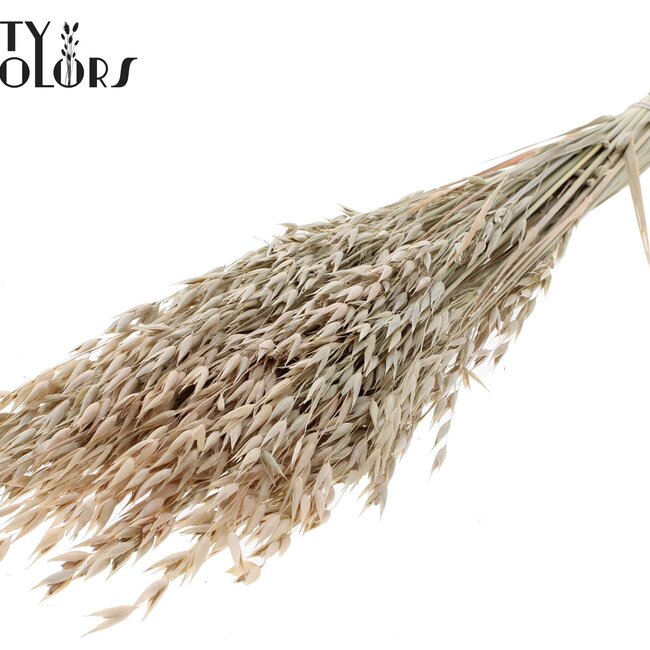 Getrockneter Hafer Premium | Farbe: Frosted Weiß | Avena Premium Trockenblumen | Länge ± 70 Zentimeter | Gewicht 200 Gramm | Pro Bund